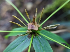 Paris polyphylla stenophylla