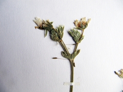 Cerastium furcatum