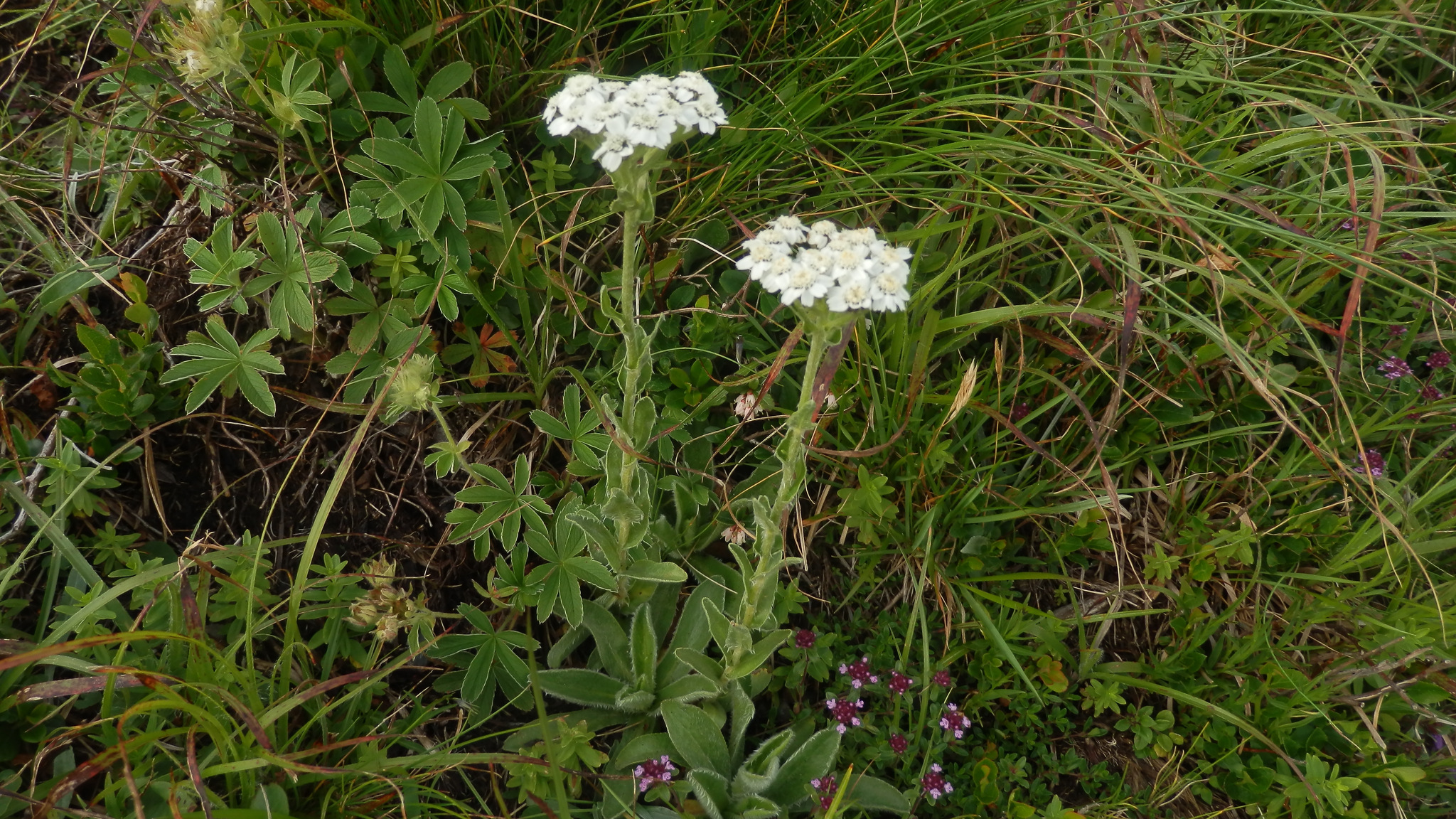 Achillea lingulata