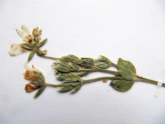 Cerastium furcatum
