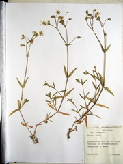 Cerastium furcatum