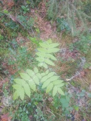 Sorbus sibirica