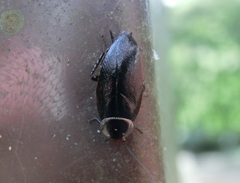 Sorineuchora nigra