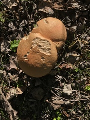 Leccinum insigne