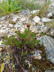Rhodiola quadrifida