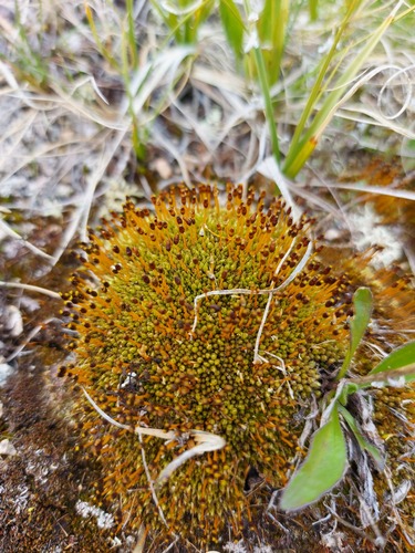 Tetraplodon urceolatus