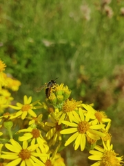Andrena denticulata