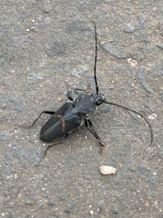 Megaderus