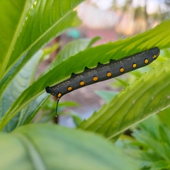 Theretra oldenlandiae