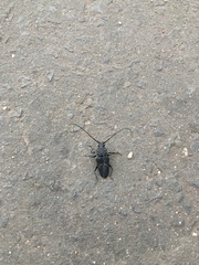 Megaderus