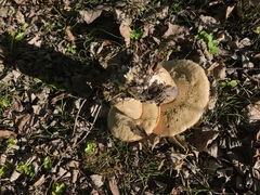 Leccinum insigne