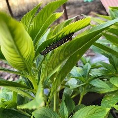 Theretra oldenlandiae