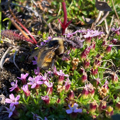 Bombus lapponicus