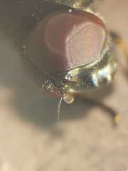 Cheilosia longula