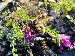 Bombus lapponicus