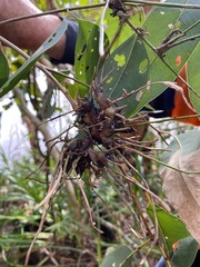 Apiomorpha munita