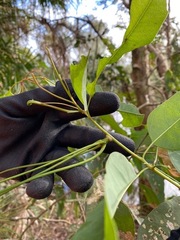 Apiomorpha munita