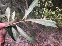 Santalum lanceolatum