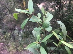 Santalum lanceolatum