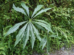 Arisaema consanguineum