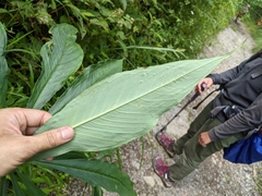 Arisaema consanguineum