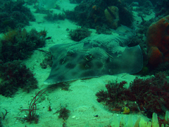 Aptychotrema rostrata