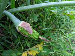 Arisaema consanguineum