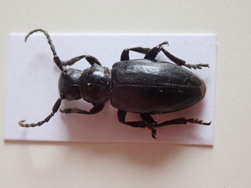 Iberodorcadion lorquinii