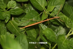 Sipyloidea