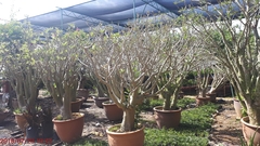 Adenium obesum