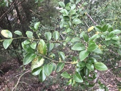 Psydrax odorata buxifolia