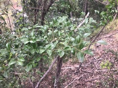 Psydrax odorata buxifolia