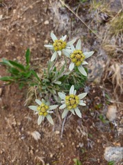 Leontopodium campestre