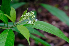 Cordia porcata