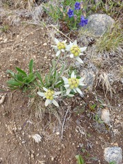 Leontopodium campestre