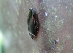 Sorineuchora nigra