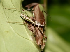 Epidaus famulus