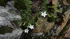 Arenaria ciliata