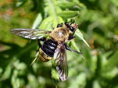 Laphria posticata