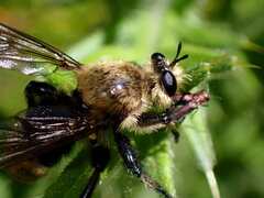 Laphria posticata