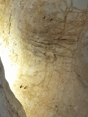 Nesticidae
