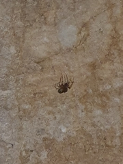 Nesticidae
