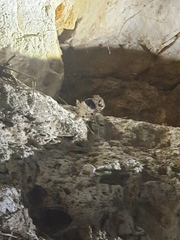 Nesticidae
