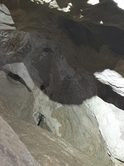 Rhinolophus hipposideros