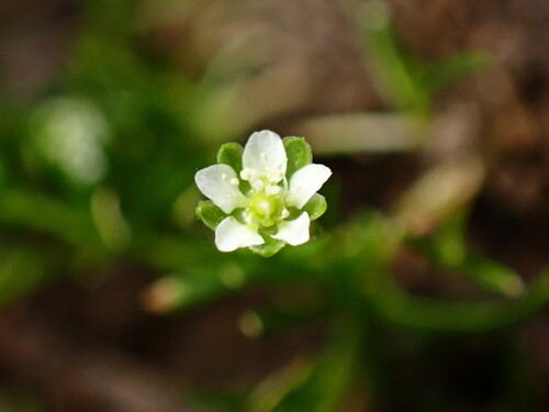 Image of Sagina saginoides by (c) Cricket Raspet, some rights reserved (CC BY)