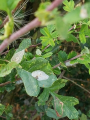 Phyllonorycter corylifoliella