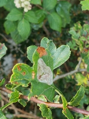 Phyllonorycter corylifoliella