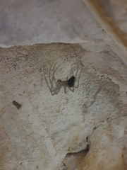Nesticidae