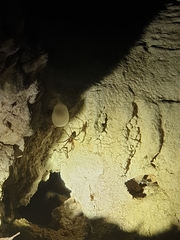 Nesticidae
