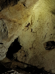 Nesticidae